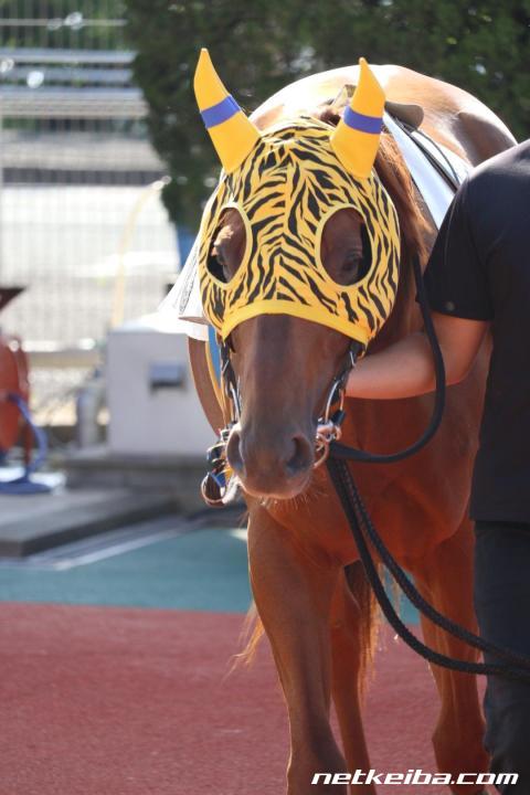 セリガチ (Serigachi) | 競走馬データ - netkeiba