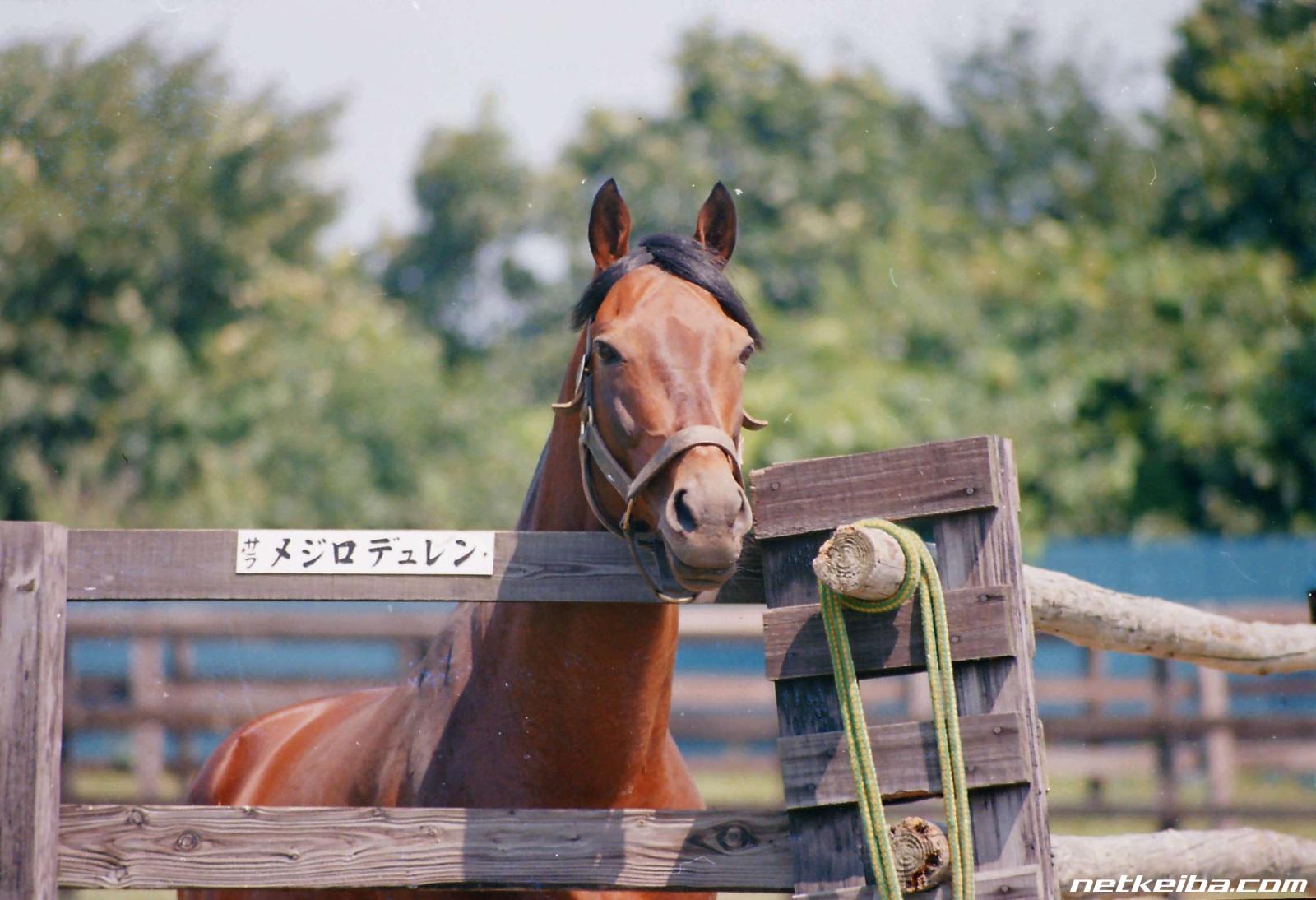 メジロデュレンの写真一覧 - netkeiba