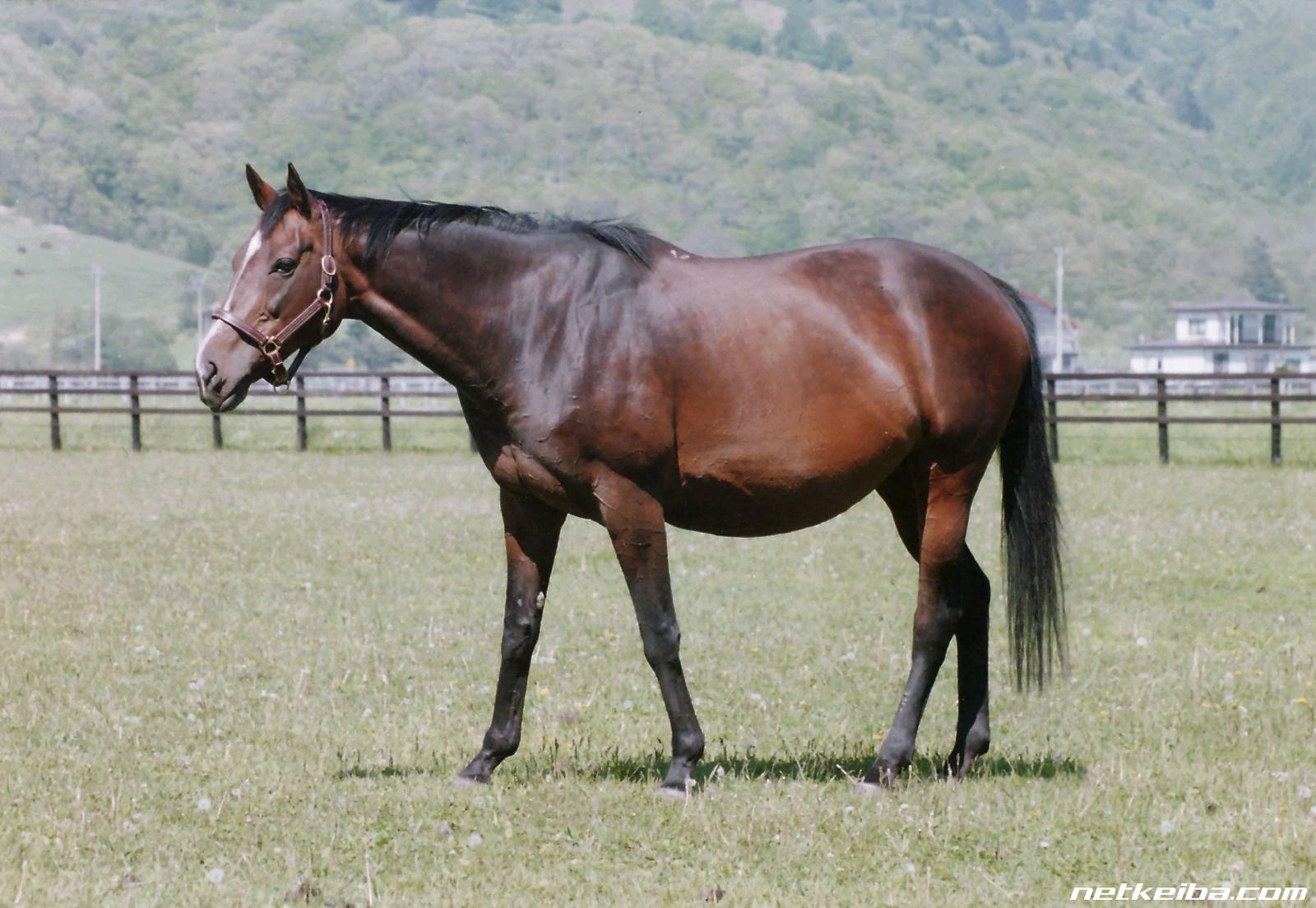 マックスビューティ｜名馬メモリアル｜競馬情報ならJRA-VAN