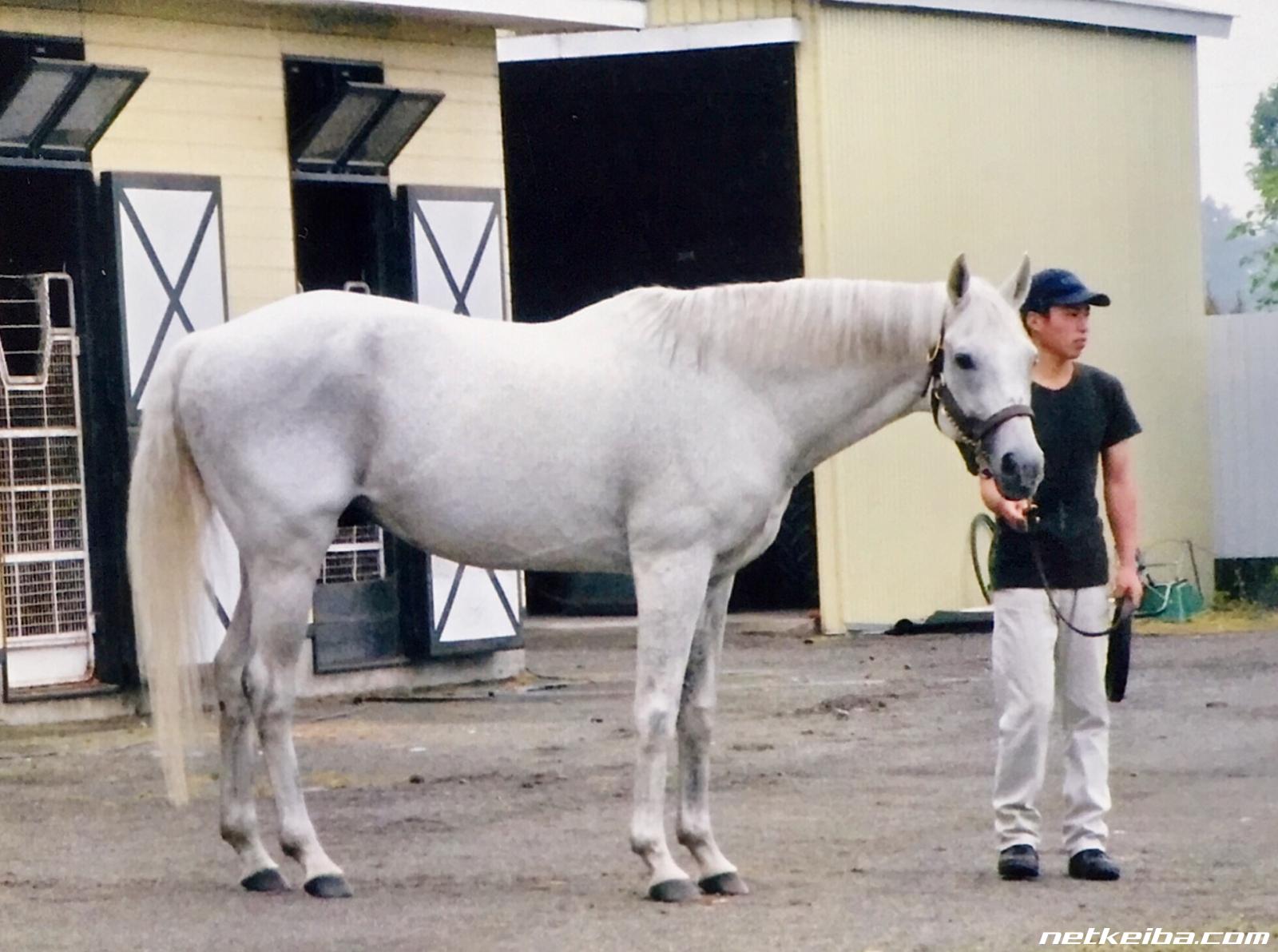 競走馬 オグリワン号 【オグリキャップ産駒木製枠付き写真パネル2枚セット】 - hermosa.co.jp