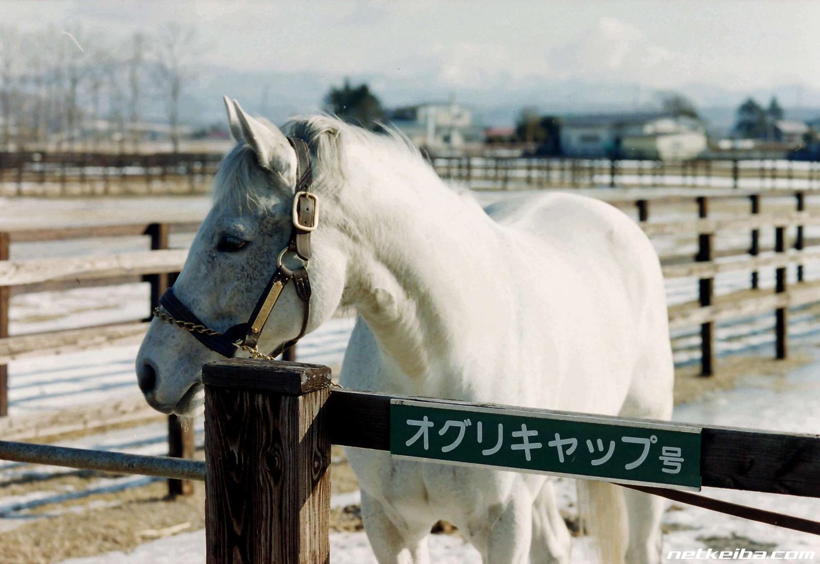 オグリキャップの写真一覧 Netkeiba Com