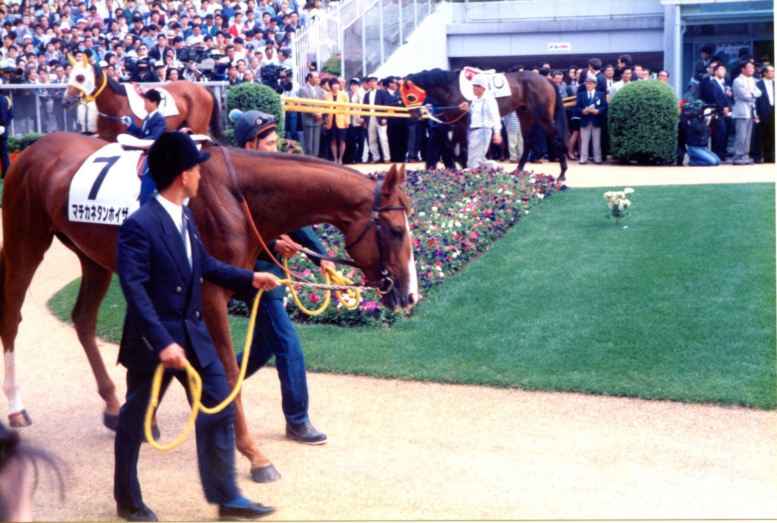 功労馬 | マチカネタンホイザ