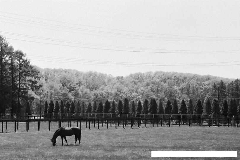 キングカメハメハの写真一覧 - netkeiba