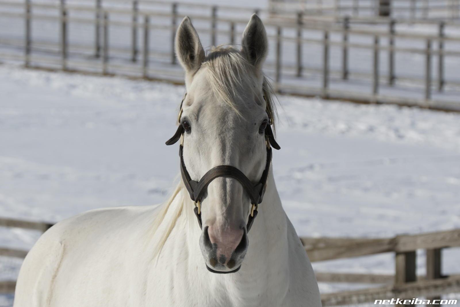 送料無料でお届け フォト 競馬 ゴールドシップ 引退式 G1第60回有馬