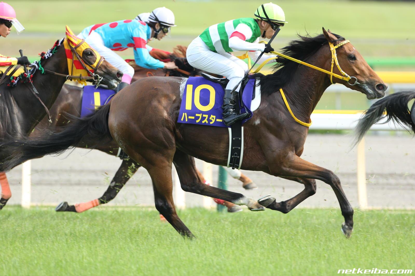 JRA ハープスターぬいぐるみ、Mサイズ Amazon.co.jp: JRA ハープスターぬいぐるみ、Mサイズ : おもちゃ