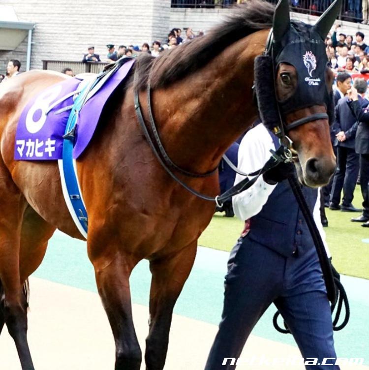 マカヒキの写真一覧 - netkeiba