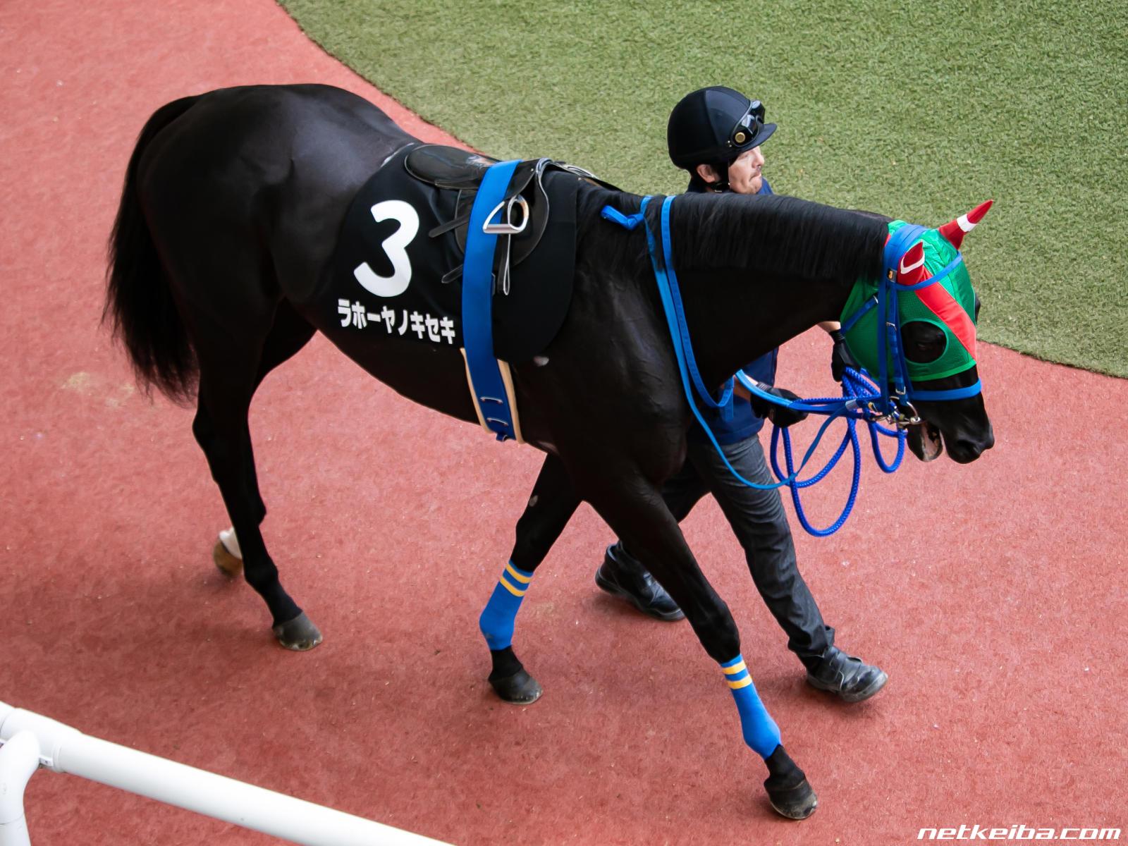 ラホーヤノキセキの写真一覧 Netkeiba Com