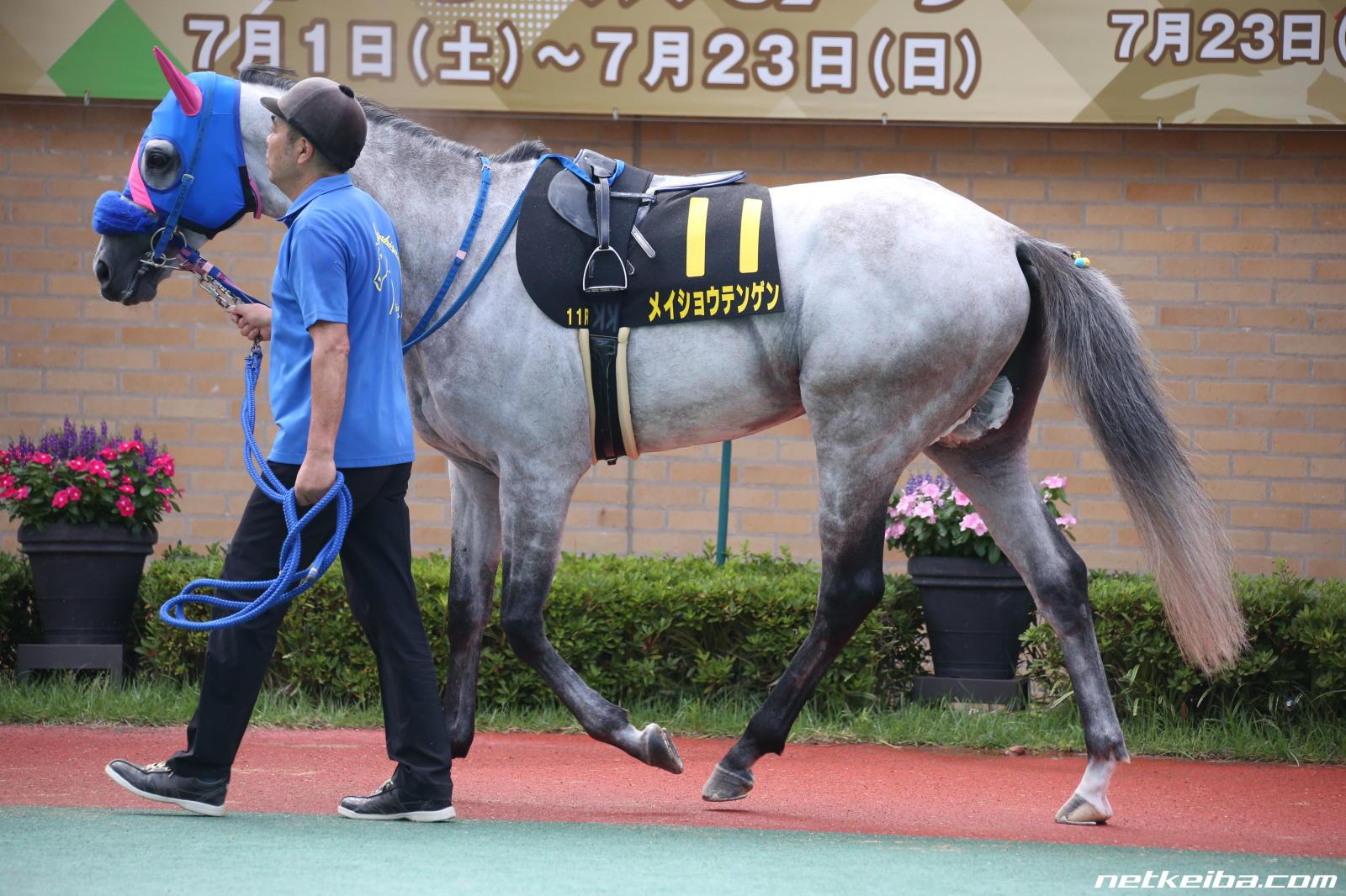 メイショウテンゲンの写真一覧 - netkeiba