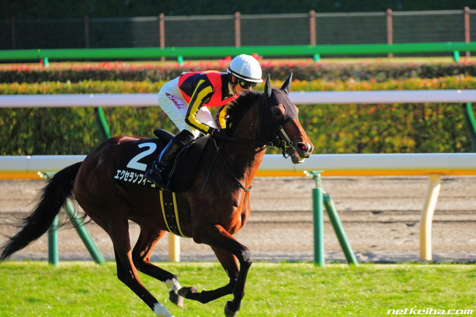 エクセランフィーユの写真一覧 Netkeiba Com