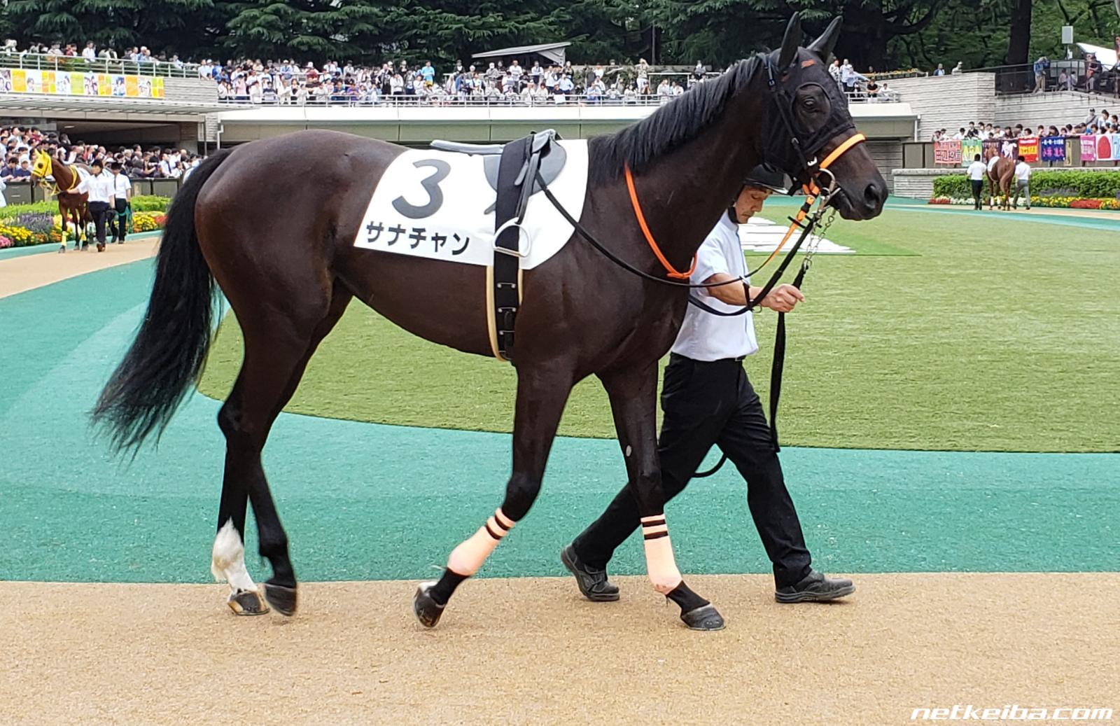 サナチャンの写真一覧 Netkeiba Com