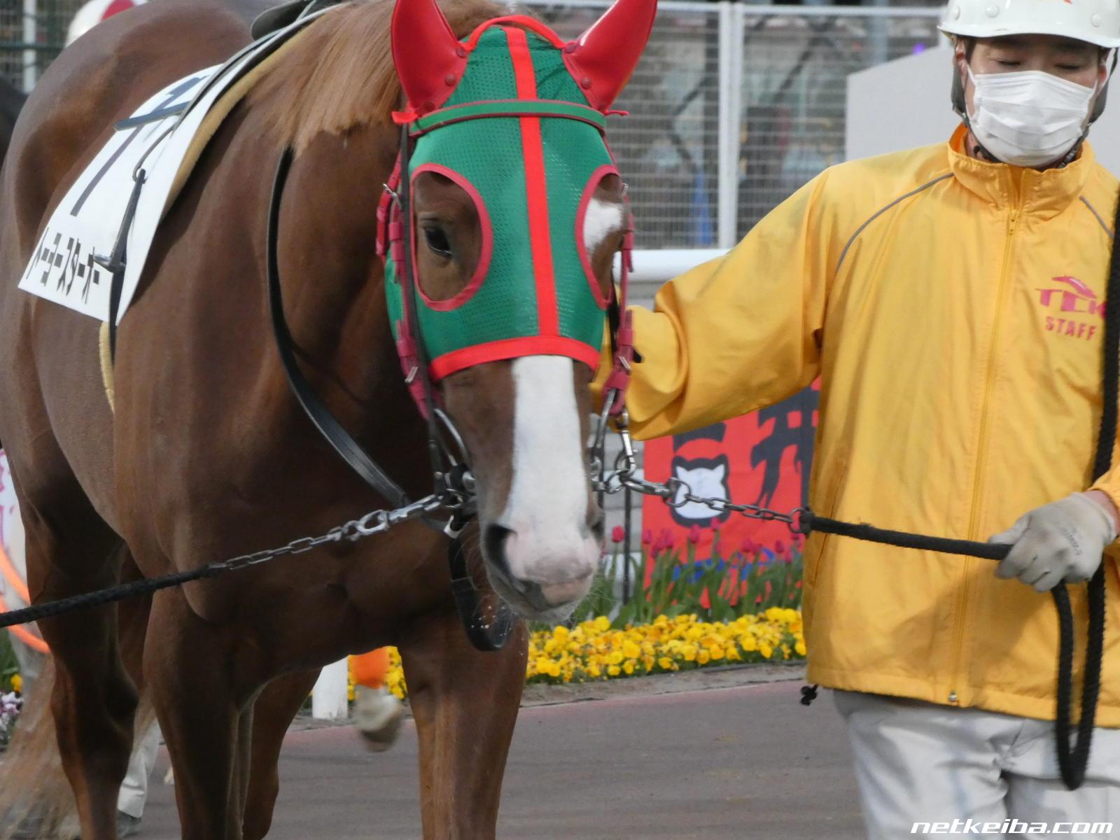 トーヨースターオー 競走馬データ netkeiba com