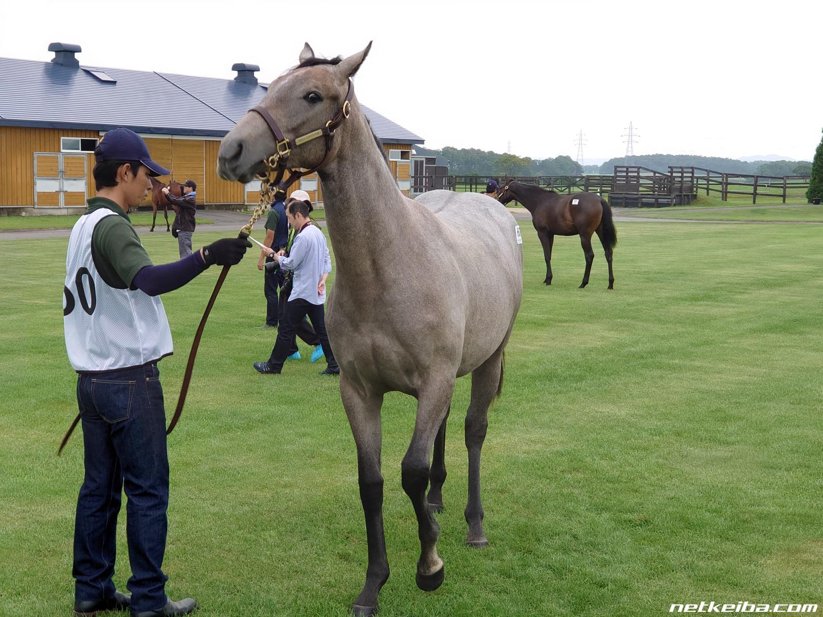 グランデフィオーレの写真一覧 Netkeiba Com