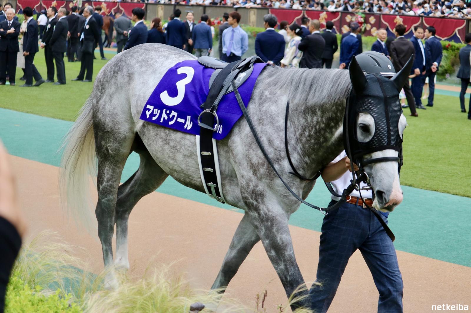 マッドクール - 競走馬データTOP｜競馬予想のウマニティ