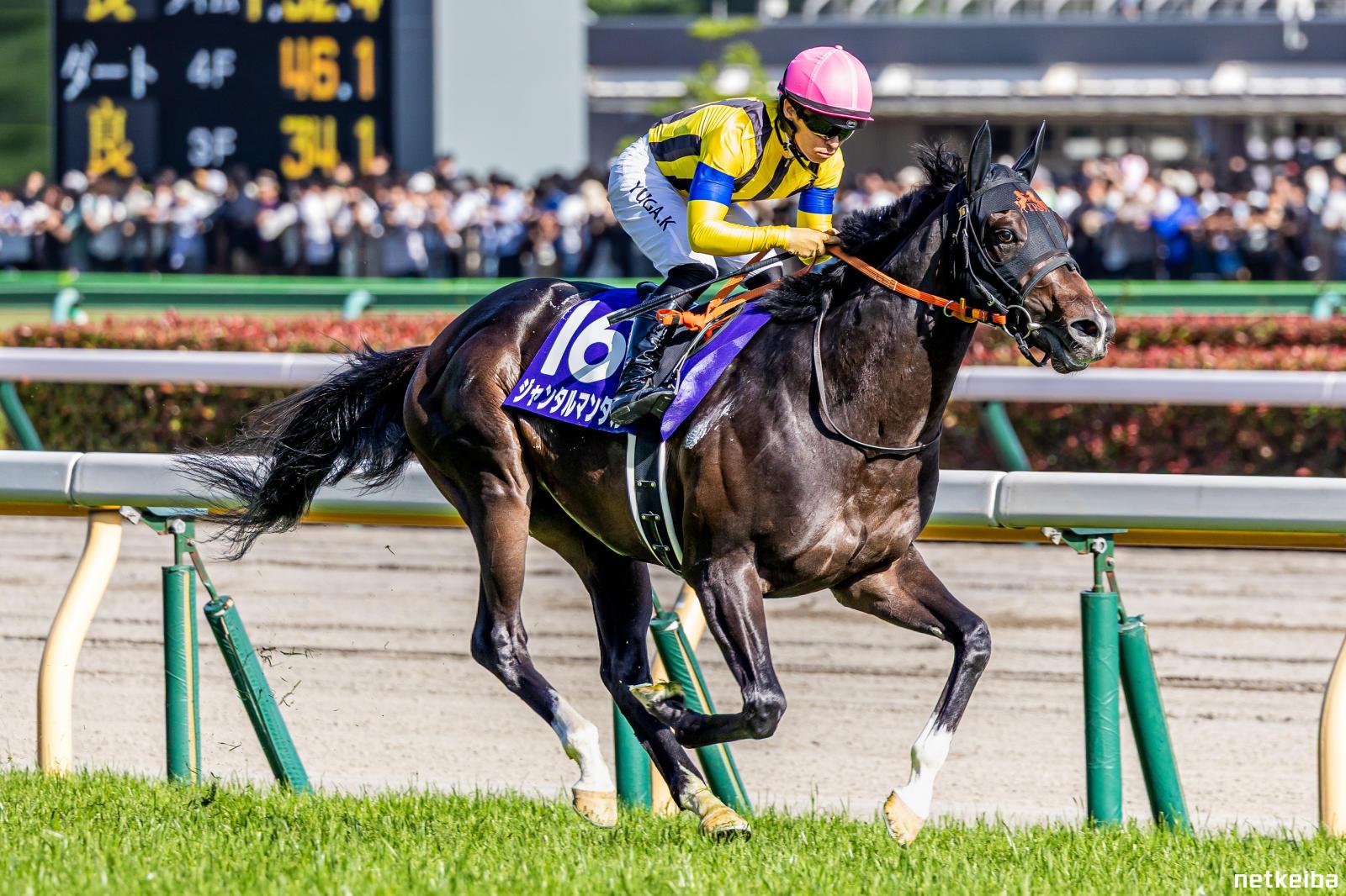 ジャンタルマンタルの写真一覧 - netkeiba