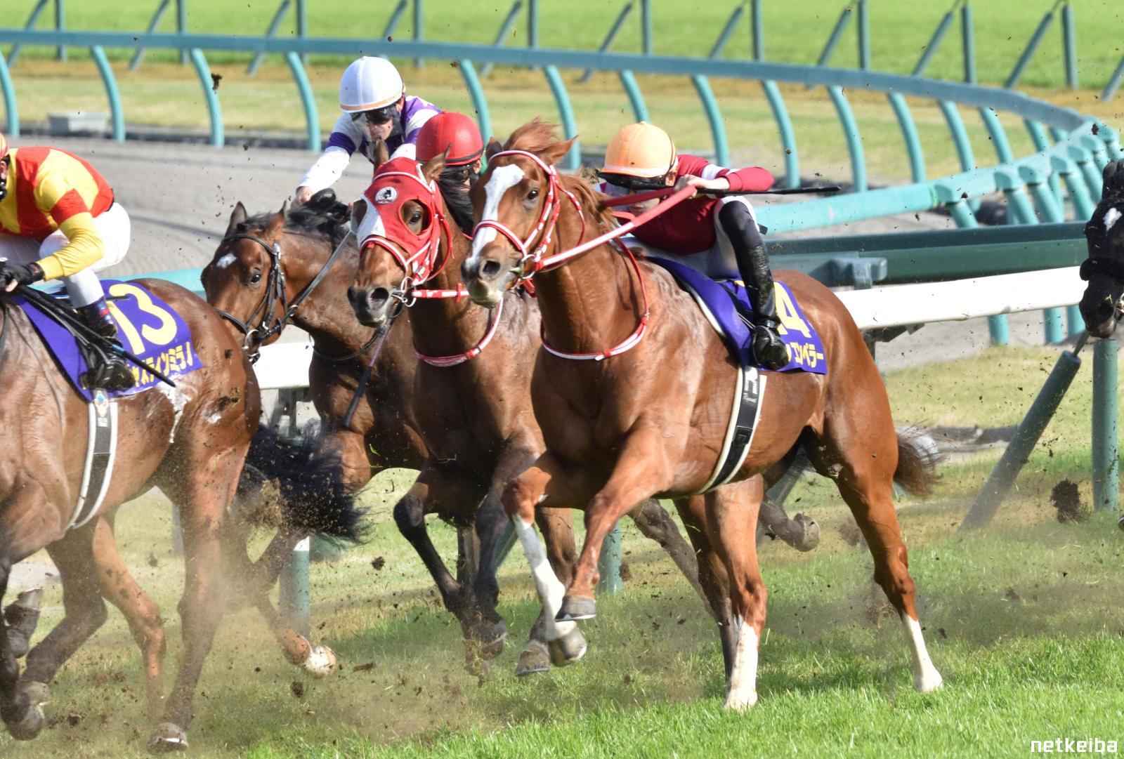 馬券　シンエンペラー　11種 シンエンペラー（Shin Emperor） | 競馬データベース | JRA-VAN