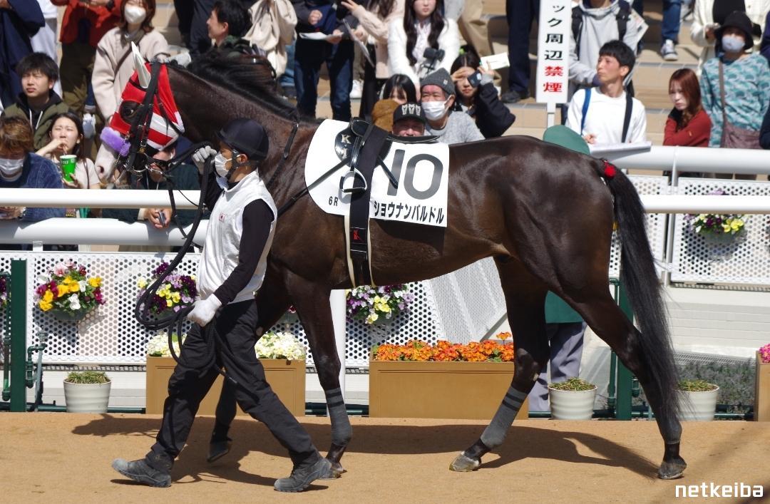 ショウナンバルドルの写真一覧 - netkeiba