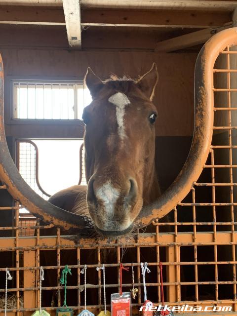 社台レースホース(社台サラブレッドクラブ)所有馬の国内獲得賞金 社台レースホース(社台サラブレッドクラブ)所有馬の国内獲得賞金