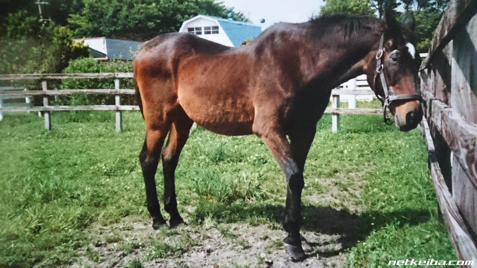 三冠馬 歴代の三冠馬一覧 史上8頭目はコントレイル 競馬まとめ Netkeiba Com