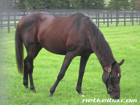 オペラハウス 競走馬データ Netkeiba Com オペラハウス 競走馬データ Netkeiba Com