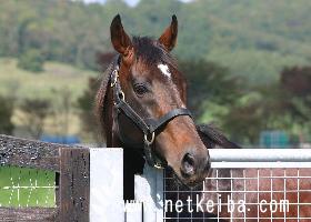 オペラハウス 競走馬データ Netkeiba Com オペラハウス 競走馬データ Netkeiba Com