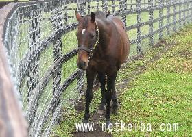 オペラハウス 競走馬データ Netkeiba Com オペラハウス 競走馬データ Netkeiba Com