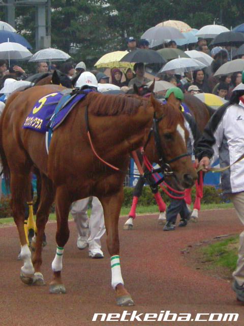 サウスヴィグラス