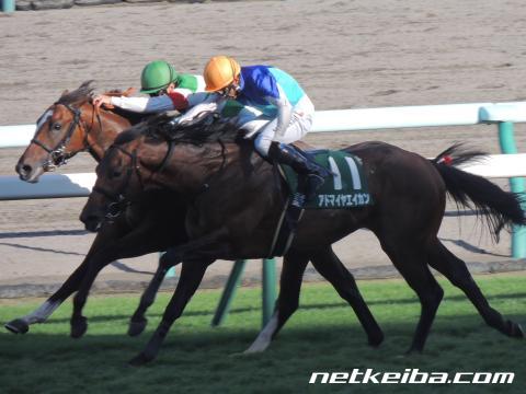 実績馬か、新馬勝ちの素質馬か/ラジオNIKKEI杯京都2歳Sの見どころ