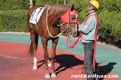 キンタマーニ 競走馬データ Netkeiba Com