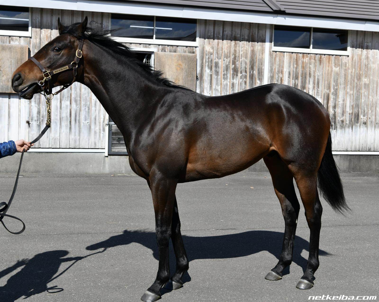 年8月6日サラブレッドオークション一覧 競馬まとめニュース Netkeiba Com