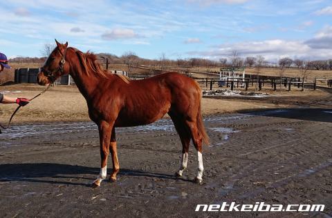 【メイクデビュー中山6Rレース後コメント】アステルカーラ木幡育也騎手ら