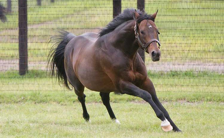 7 30は命日 ディープインパクトの思い出を振り返る 競馬まとめニュース Netkeiba Com