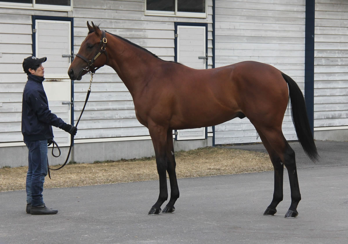 Pog 21 G1レーシング有力馬まとめ 競馬まとめ Netkeiba Com