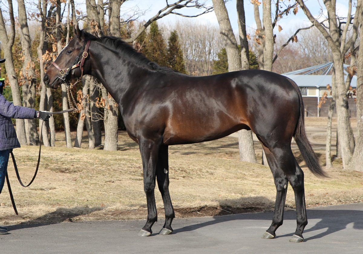 Pog19 サンデーレーシング有力馬まとめ 競馬まとめ Netkeiba Com