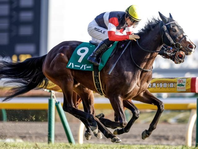 激安商品 名馬 生写真 写真集 レース写真 種牡馬 競走馬 アルバム 競馬