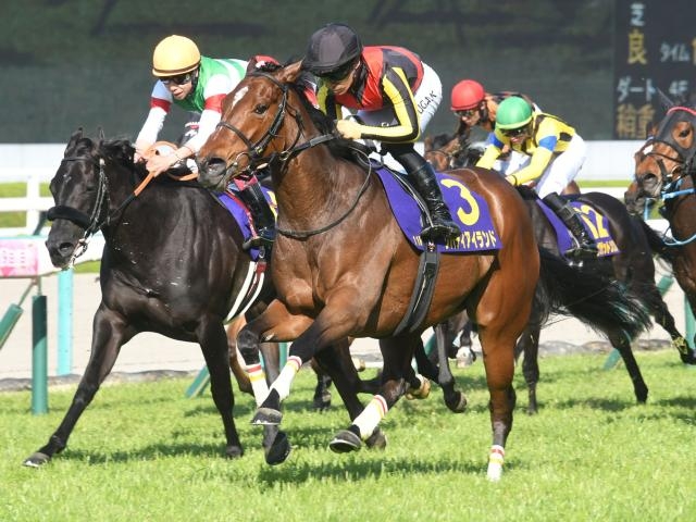 名馬 生写真 写真集 レース写真 種牡馬 競走馬 アルバム 競馬