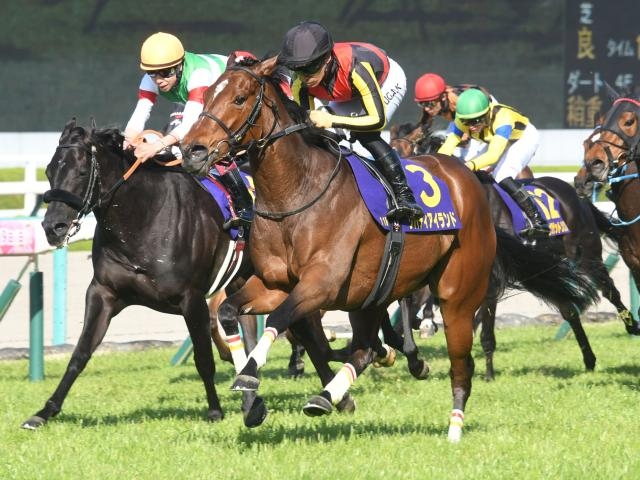 種牡馬 写真集 名馬 アルバム 生写真 レース写真 競走馬 競馬 qc