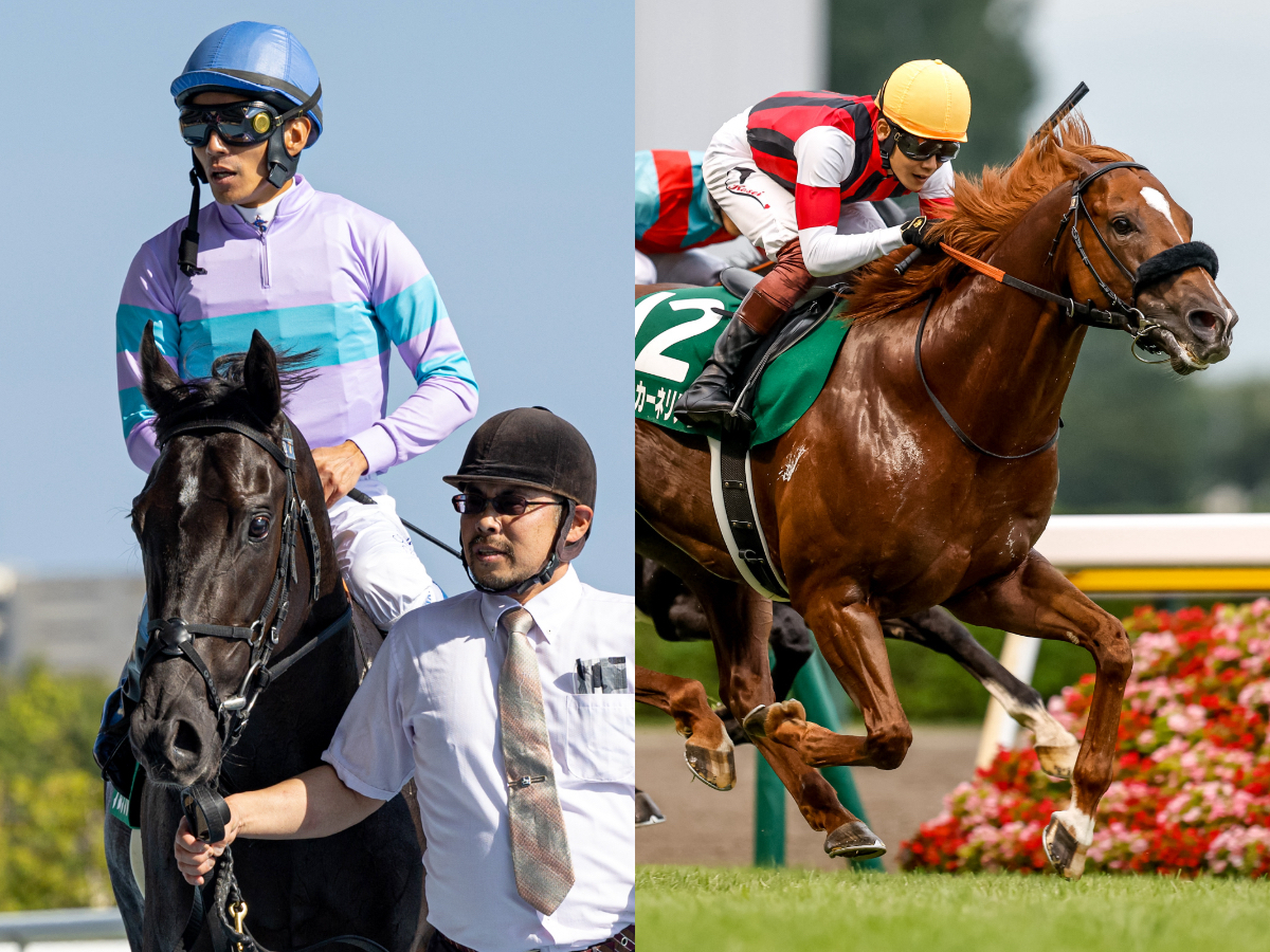 競馬 ✨サマースプリントシリーズ優勝等 パドトロワ号 実使用ゼッケン