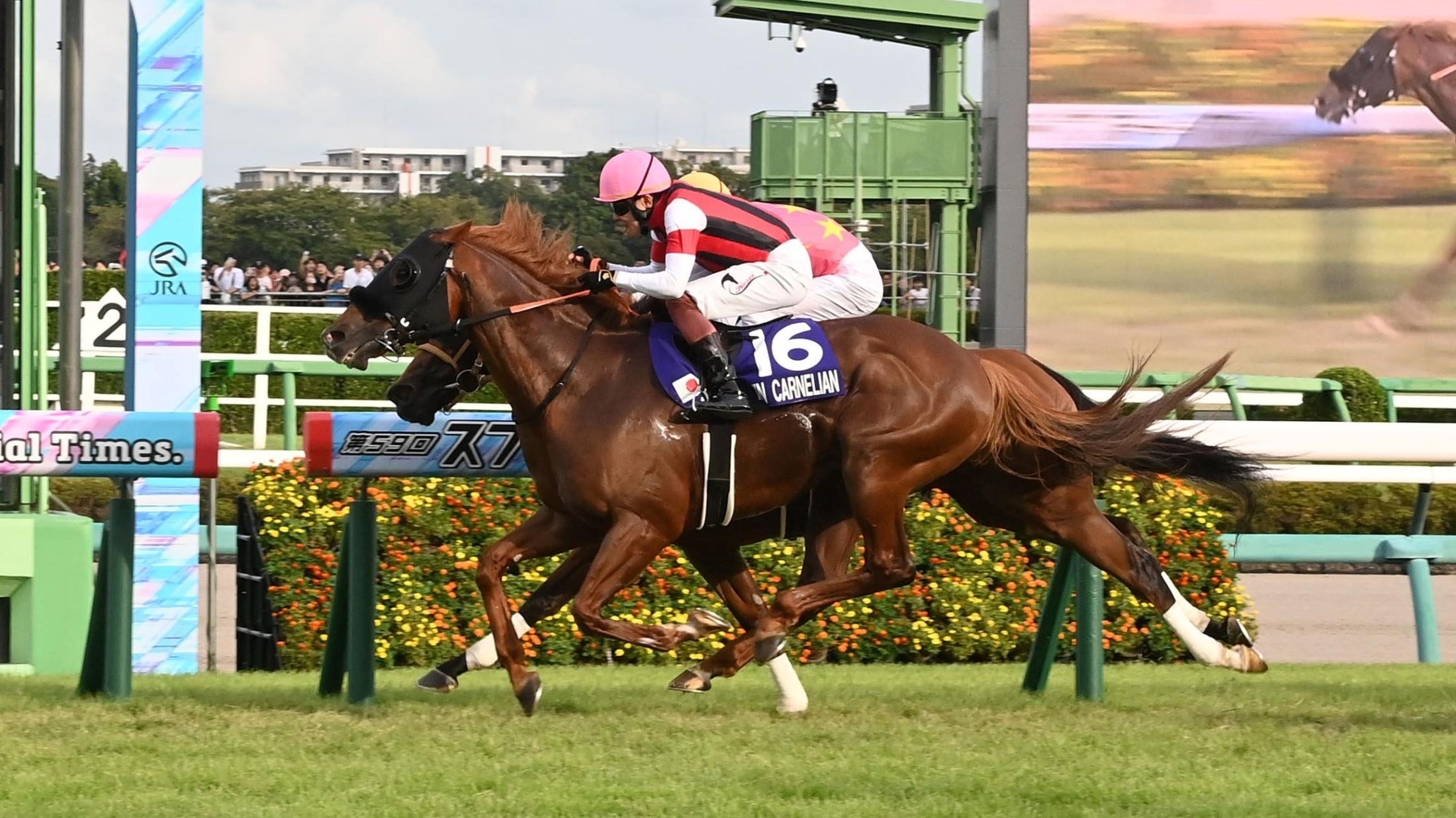 Champion Jockey Special 亮雅 Champion Jockey | eBay