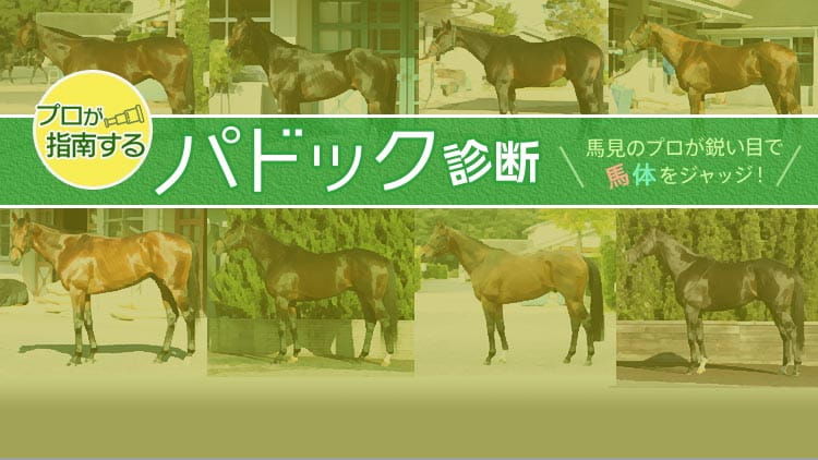 馬体面から安田記念の<br/>有力出走馬をジャッジ！