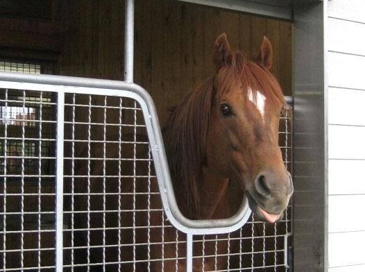 サウスヴィグラスが死亡　JBCスプリントを制し、種牡馬として多くのダート活躍馬