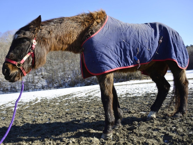 オークス馬エイシンサニー死す 34歳