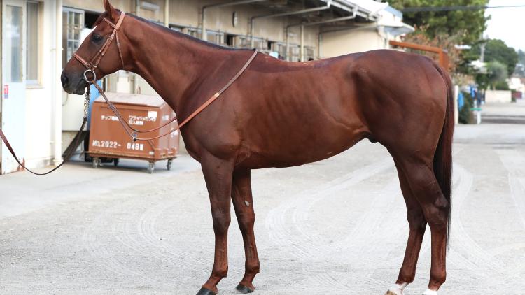 【マイルCS予想】サリオスほか有力馬の馬体をチェック！