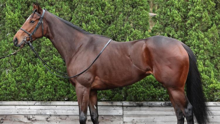 【阪神JF予想】リバティアイランドほか有力馬の馬体をチェック！