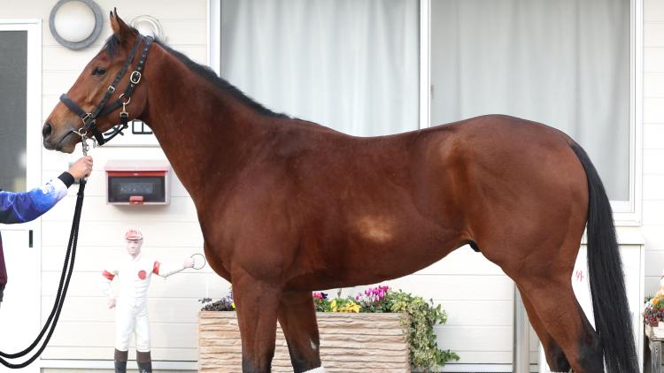 【朝日杯FS予想】ダノンタッチダウンほか有力馬の馬体をチェック！