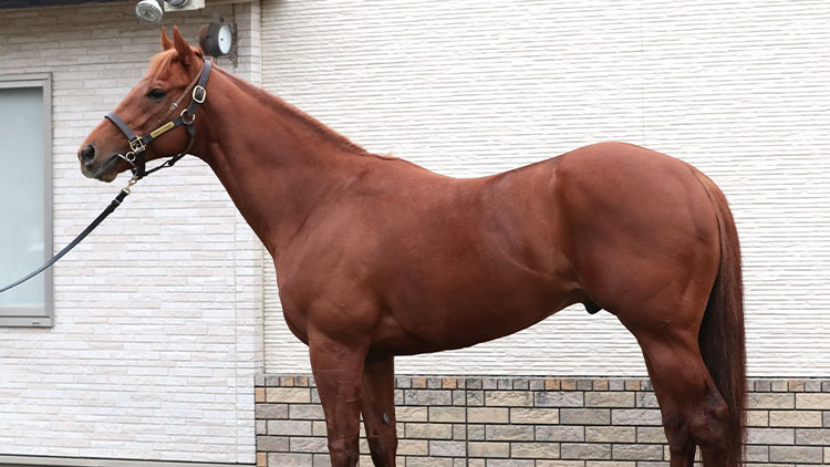 【フェブラリーS予想】レモンポップほか有力馬の馬体をチェック！
