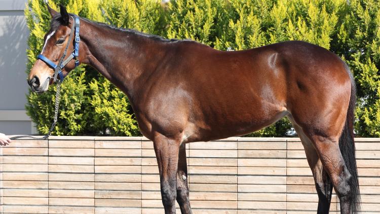 【高松宮記念予想】メイケイエールほか有力馬の馬体をチェック！