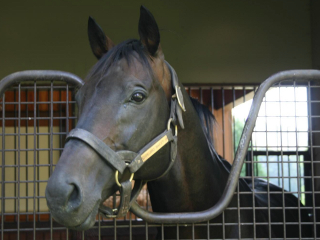 メジロベイリーが老衰のため死亡 「メジロ牧場」最後のGI馬