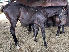  ハヤテノフクノスケ 生産者が語る青森産馬の24年ぶりJRA・GI制覇への想いと“大きな夢”
