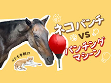  ڤưۥͥѥѥ󥰥ޥͷǤߤ