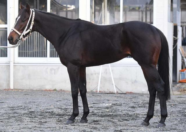 【チャンピオンズC】ハピ80点　3歳馬とは思えない穏やかな立ち姿